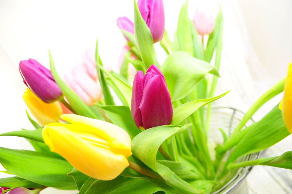 Spring flower yellow flowers cut flowers