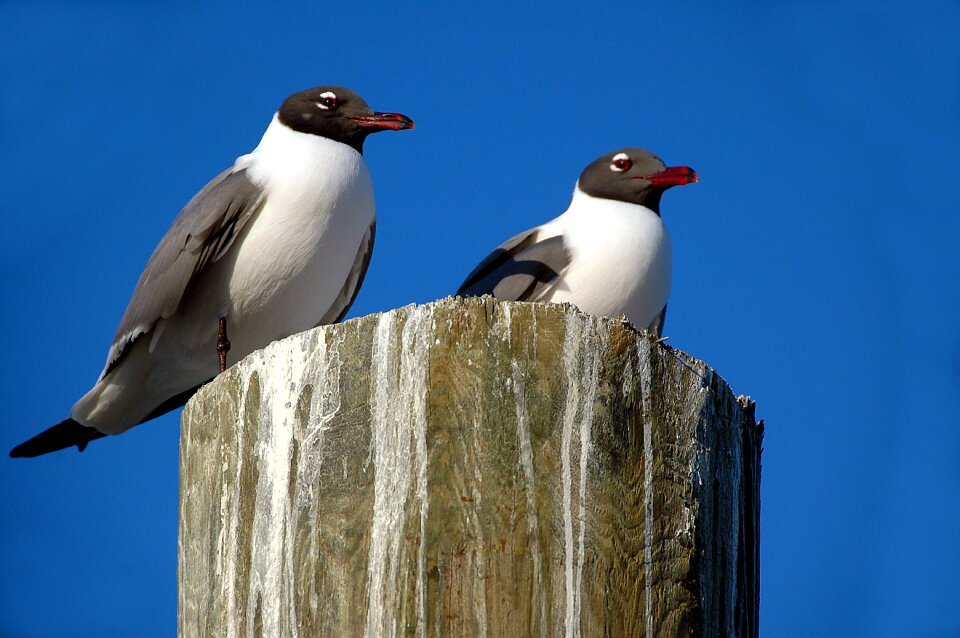 Avian nature water