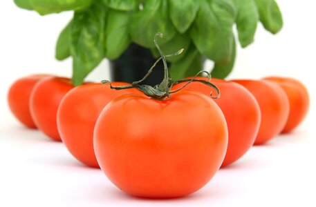 Natural organic plant