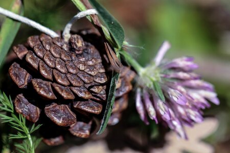 Wild flower nature decoration