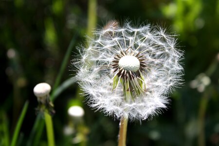 Pointed flower flying seeds seeds photo