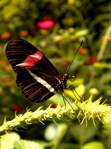 Postman butterfly lands
