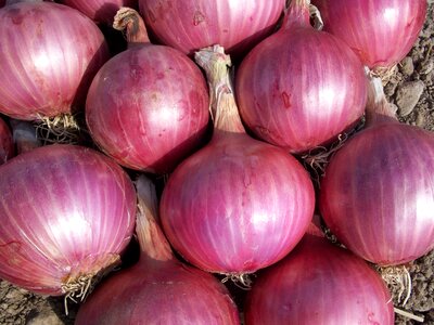 Power nature red onion