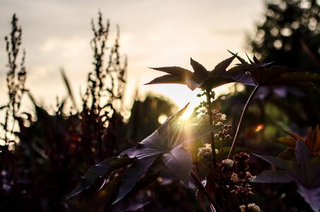 Garden park bad zwischenahn sunset