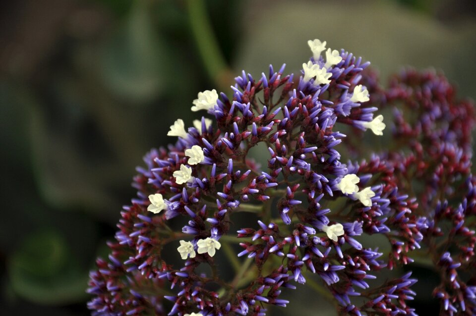 Immortelle purple flower wild flora