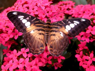 Brown clipper butterfly photo