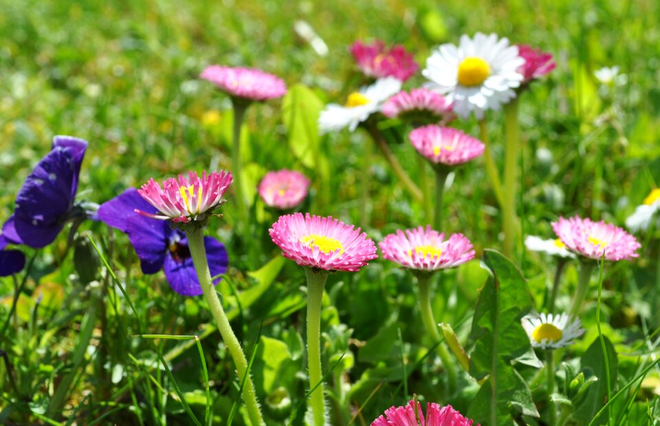 Blossom bloom nature
