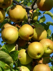 Tree fruit fruits