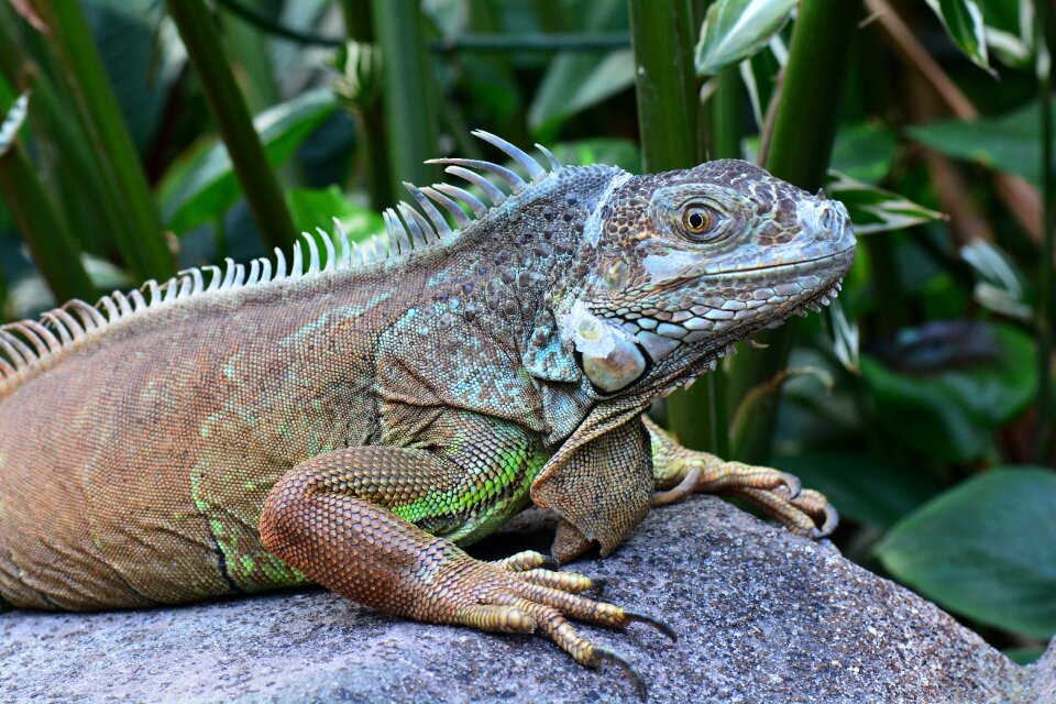 Iguana posing sunning