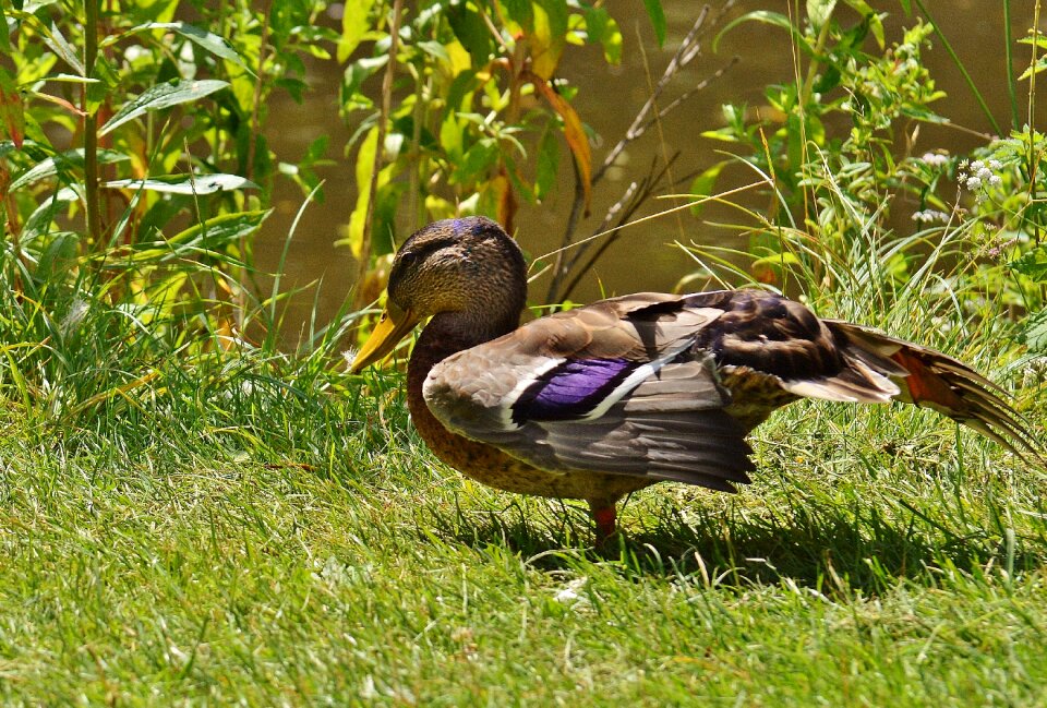 Plumage water feather
