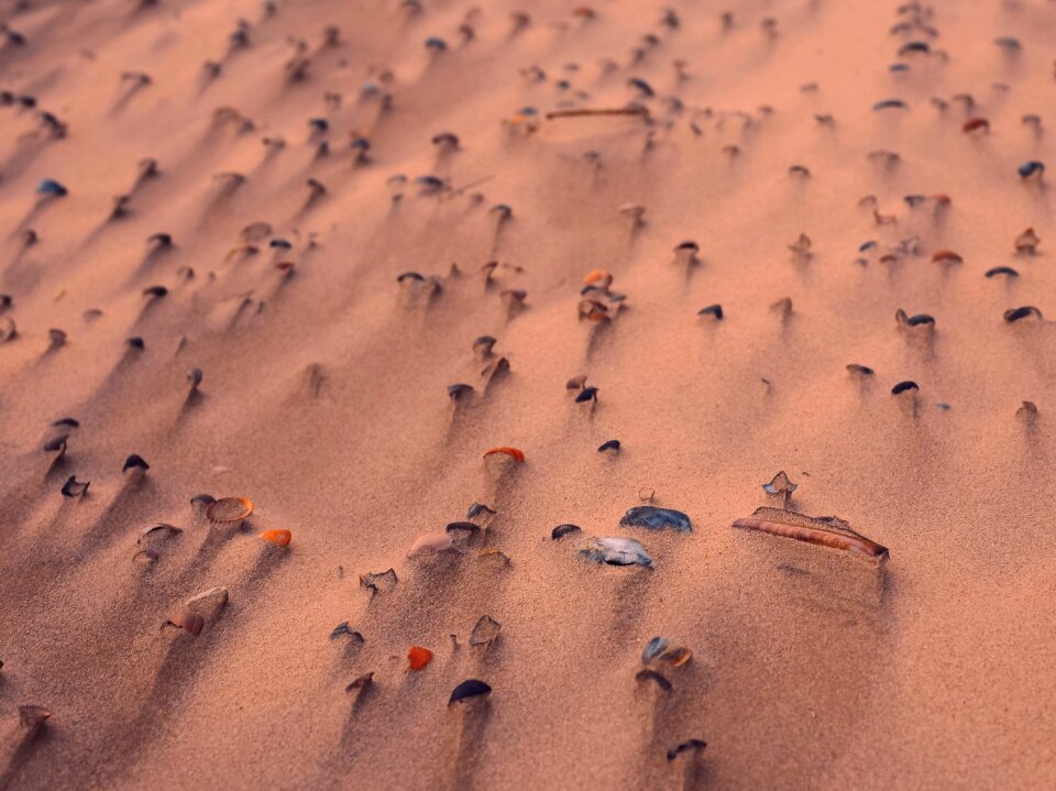 Sea seashell beach sand