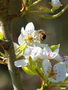Insect bee flight flowering quince photo