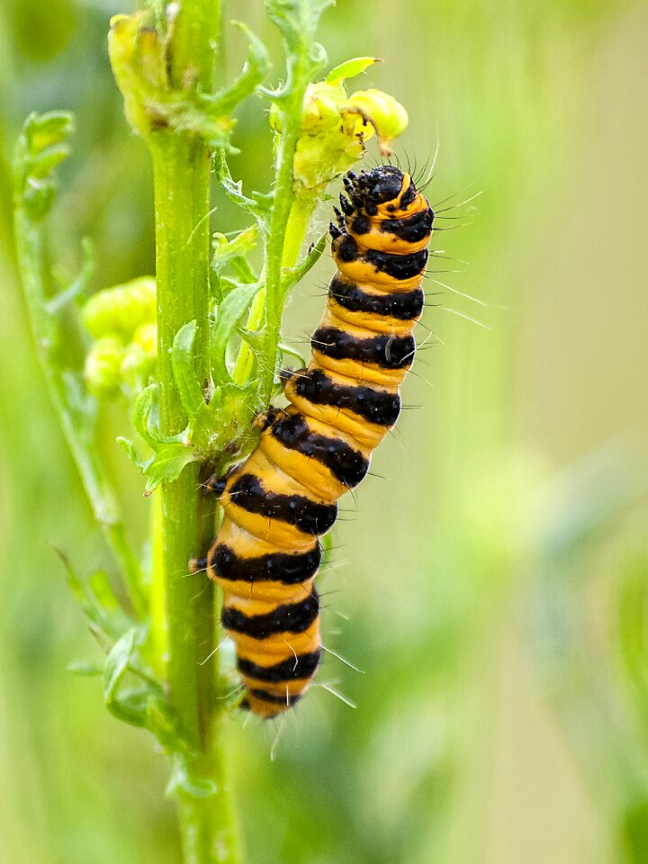 Insect nature animal