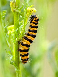 Insect nature animal