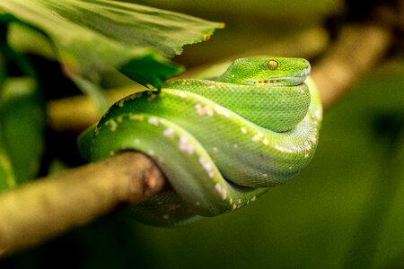 Animal zoo portrait photo