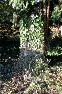 Friedhof Unterliederbach, Kriegsgefallene 1914-1918, Grab Lorenz