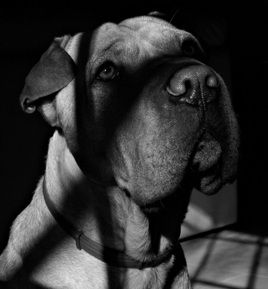 Animal animals puppy