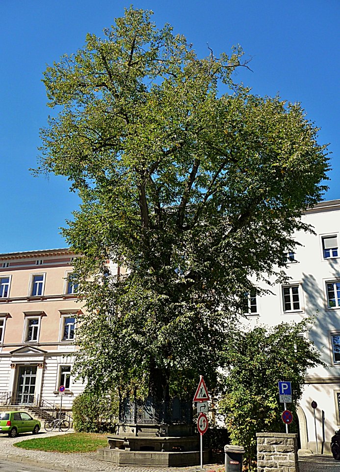 Friedenslinde 2015