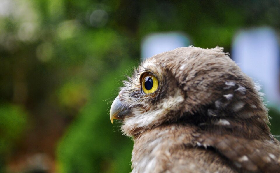 Wild character wildlife