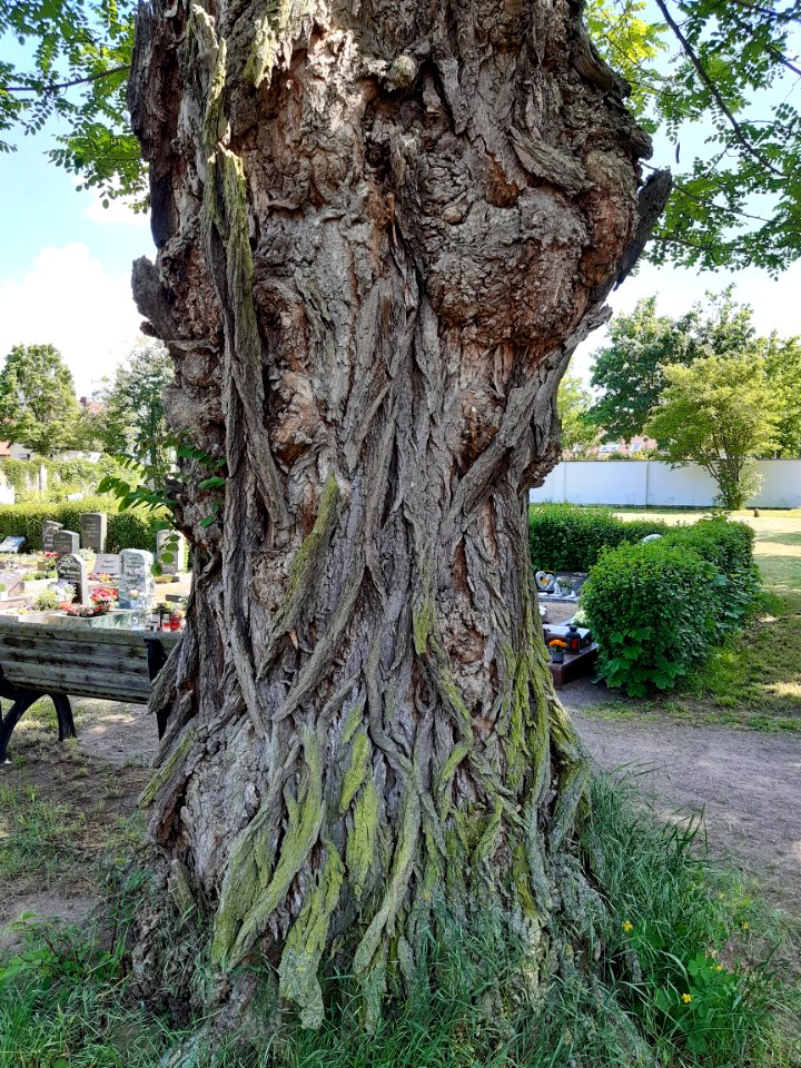 Friedhof Halle-Büschdorf (6a) Robinie
