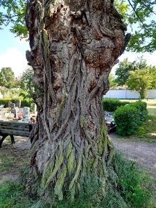 Friedhof Halle-Büschdorf (6a) Robinie