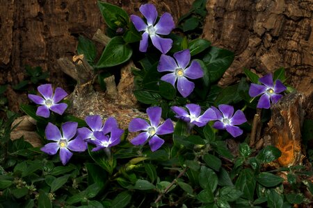 Spring the small evergreen ground cover