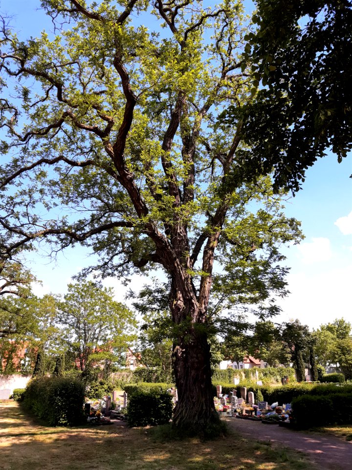 Friedhof Halle-Büschdorf (6)