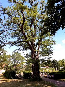Friedhof Halle-Büschdorf (6)