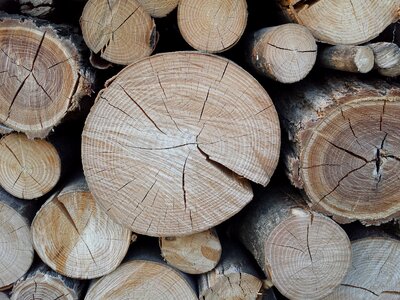 Trees woodcutter trunk