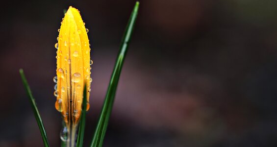 Spring spring flower yellow