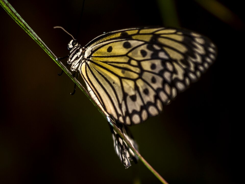 Insect nature animal