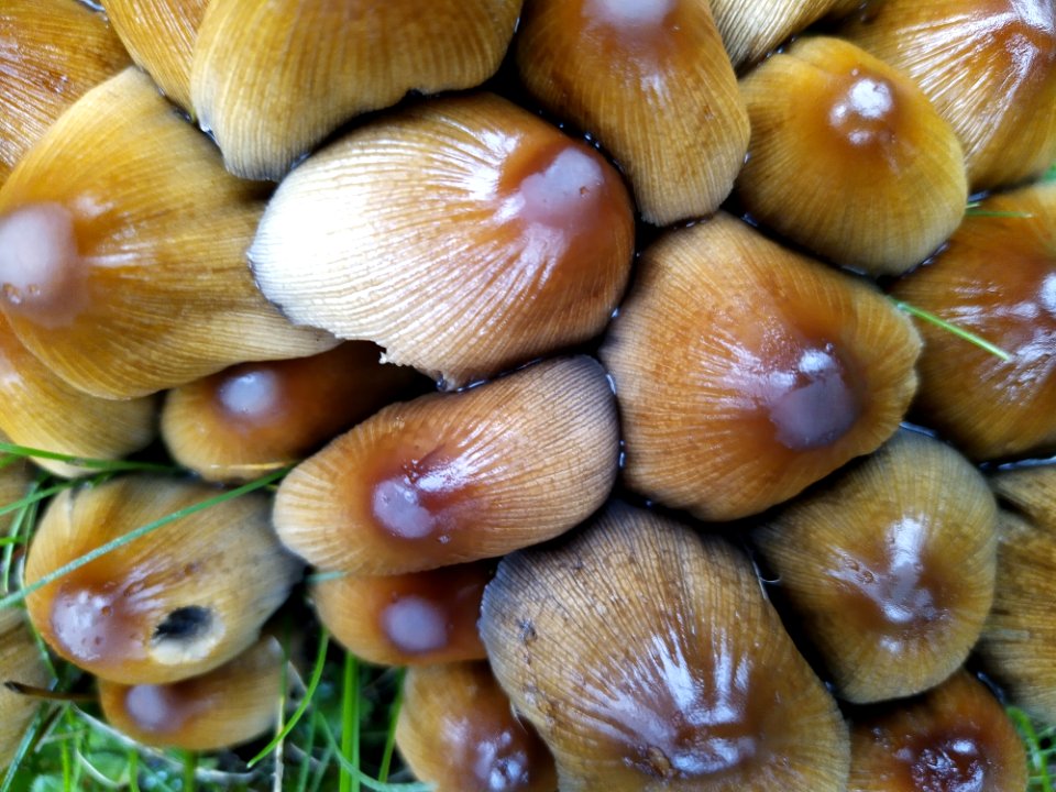 Friedhof Höchst Oktober 2019 062