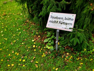 Friedhof Höchst Oktober 2019 046