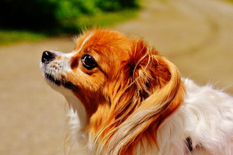 Small dog pets hairy