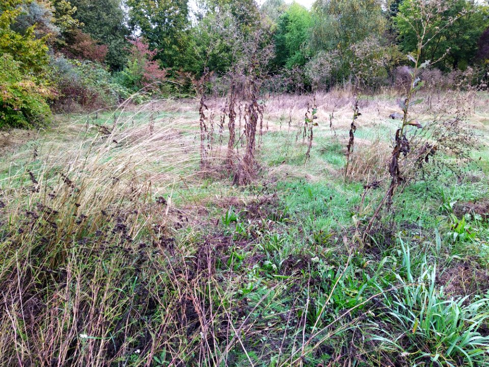 Friedhof Höchst Oktober 2019 042