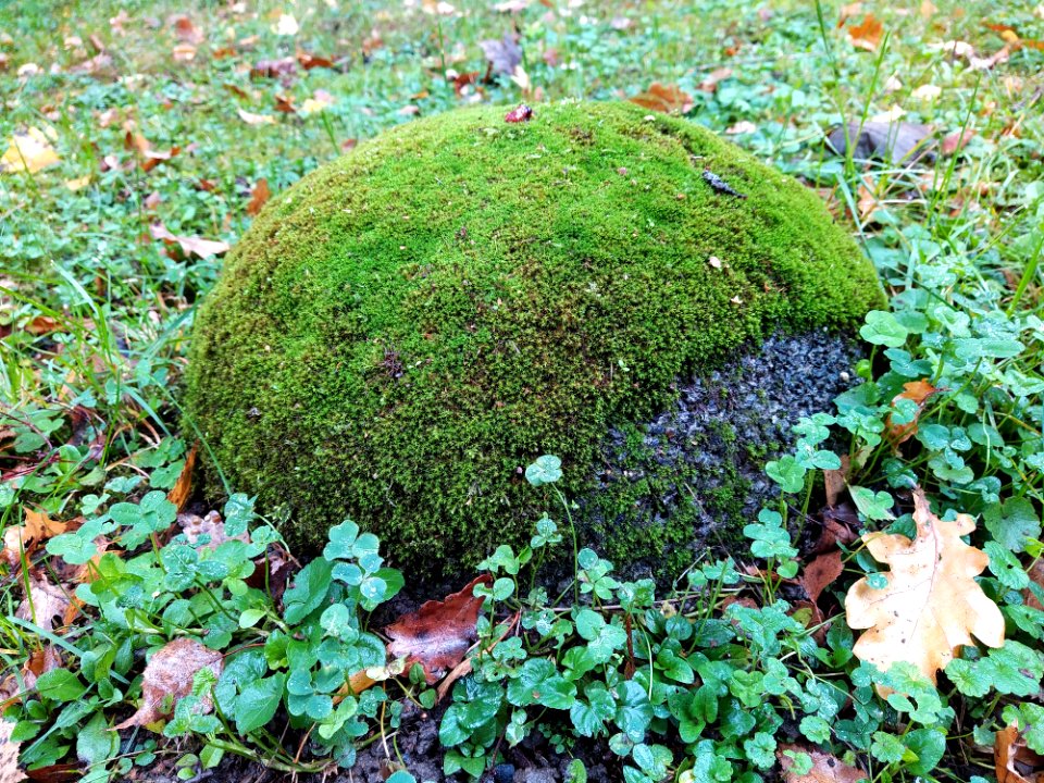 Friedhof Höchst Oktober 2019 032