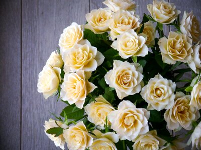 White yellow top view