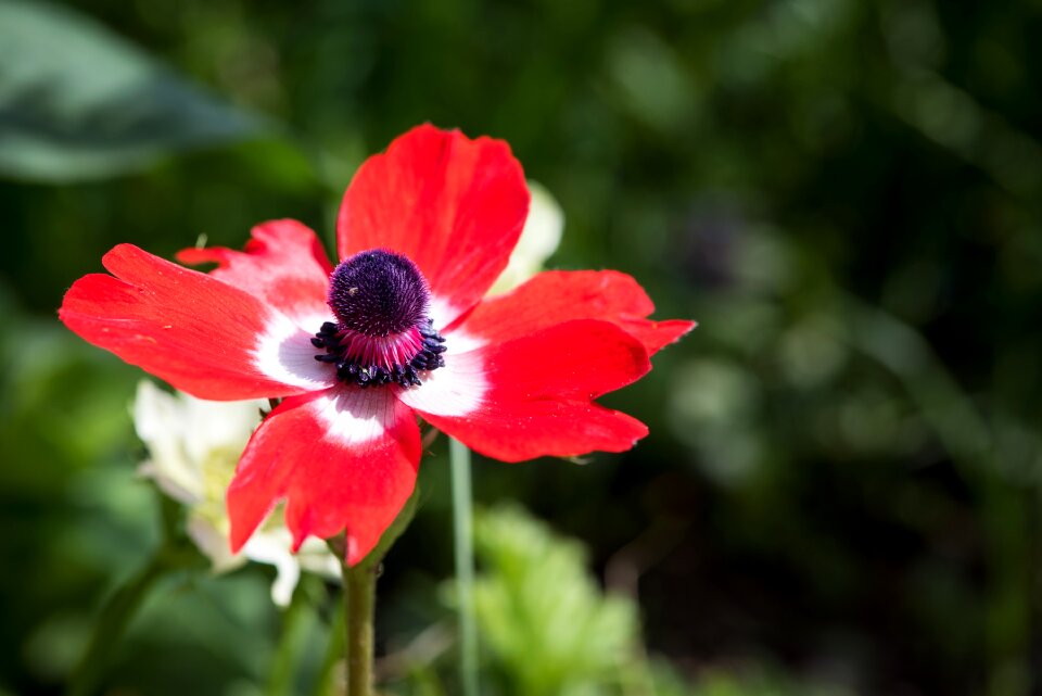 Flower red flower blossom
