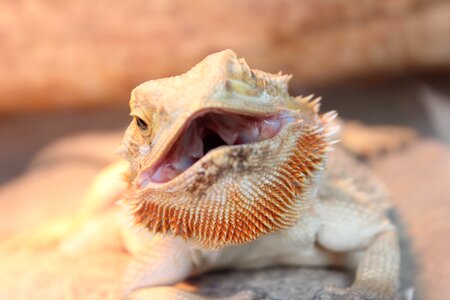 Lizard foot lurking