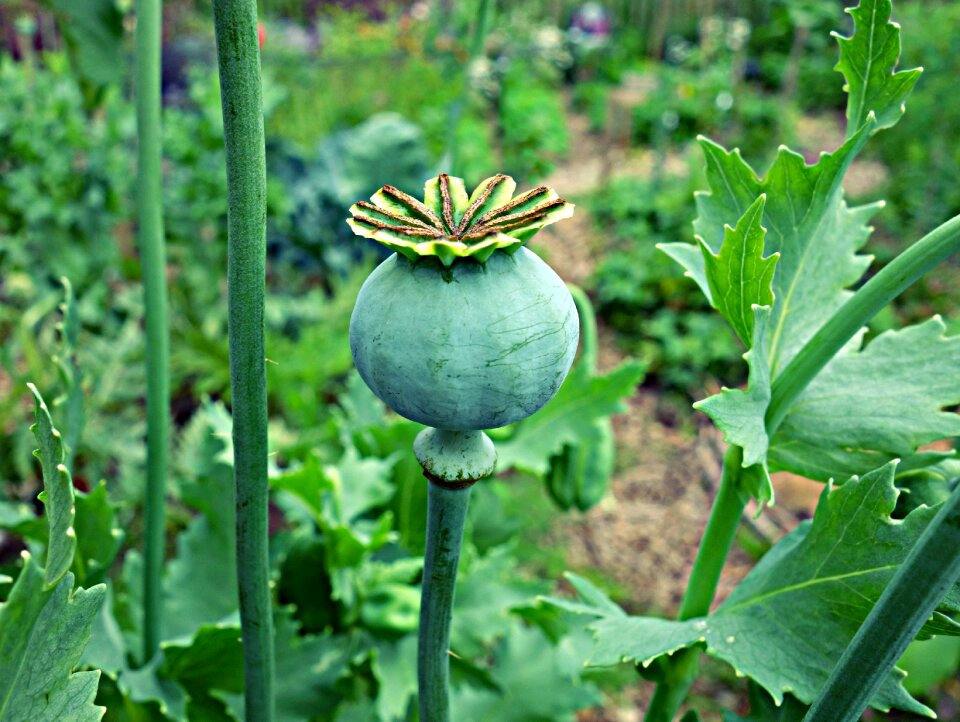 Papaver somniferum opium poppy opium