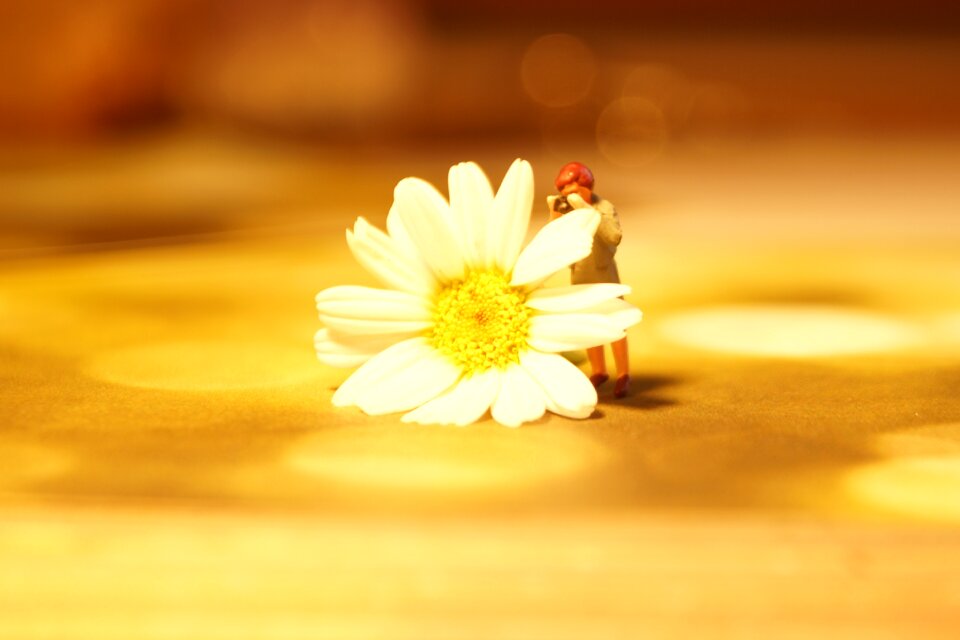 H0figur blossom bloom