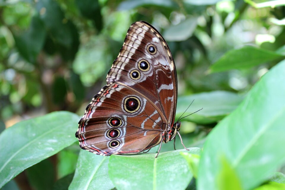 Close up insect peacock