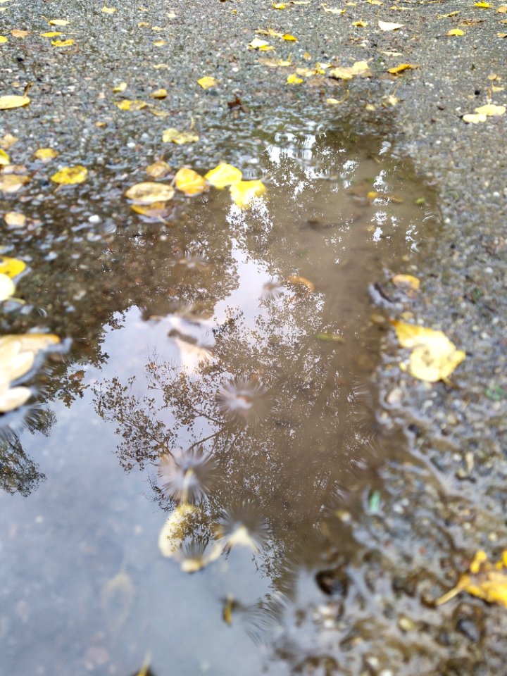 Friedhof Höchst Oktober 2019 014