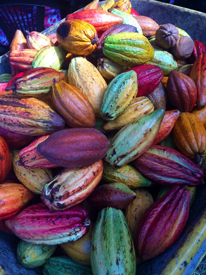 Cacao fruit nature