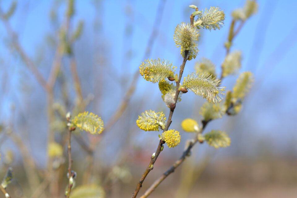 Catkins willow willow cats spring