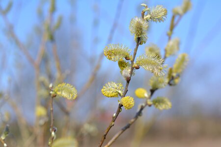 Catkins willow willow cats spring photo