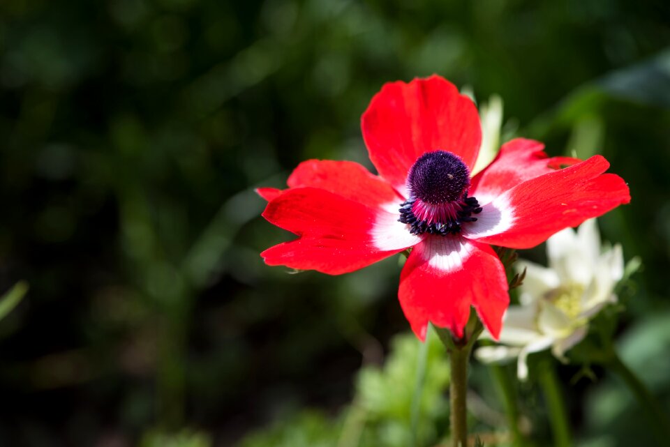 Flower red flower blossom