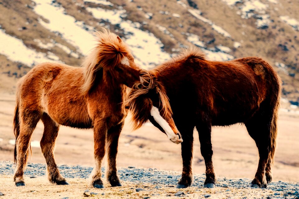 Animals wild iceland