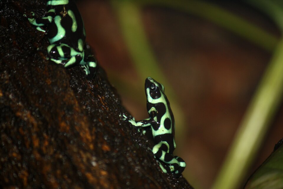 Frog green dendrobate