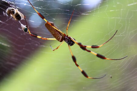 Insect cobweb scary